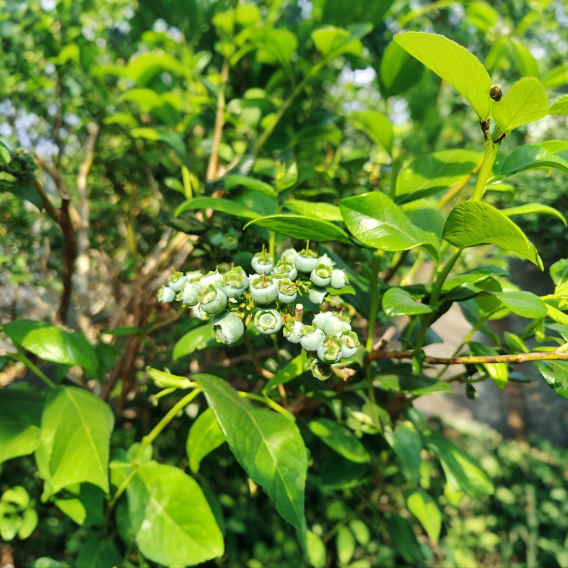 蓝莓苗每个品种都有当年，一年，两年都有