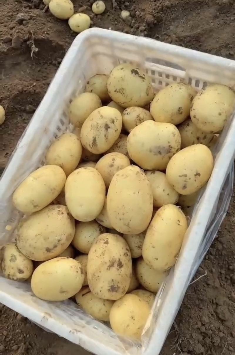 龙丹土豆一手货源无虫眼外形好对接全国各大商超
