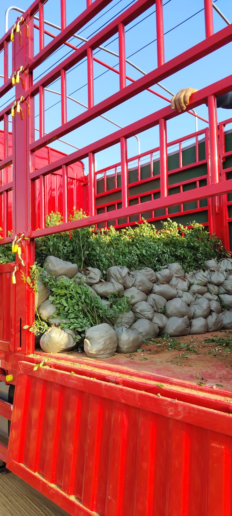 蓝莓苗每个品种都有当年，一年，两年都有