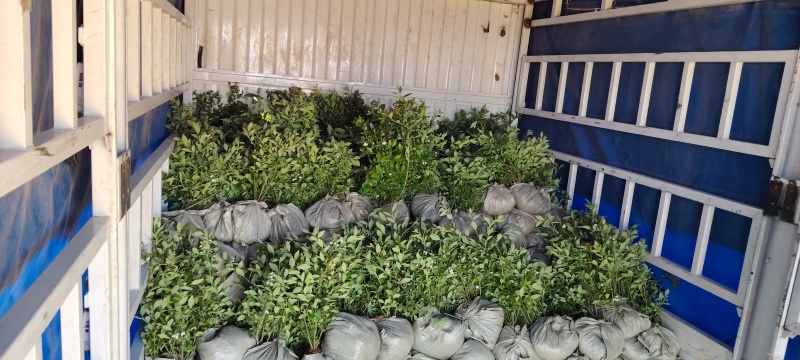蓝莓苗每个品种都有当年，一年，两年都有