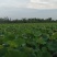 新鲜荷叶，新鲜荷花海南新鲜水果嫩莲蓬大量供应发货