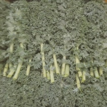 羽衣甘蓝