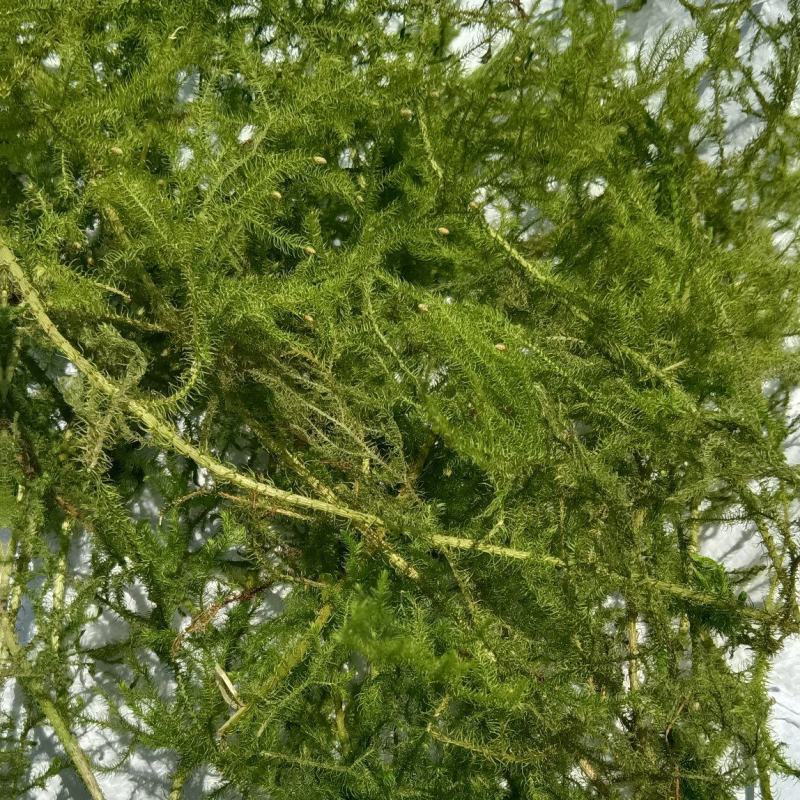 伸筋草野生中药材广西贺州瑶山里采摘