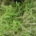 伸筋草野生中药材广西贺州瑶山里采摘