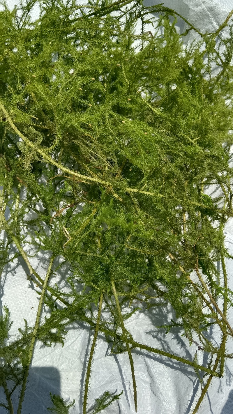 伸筋草野生中药材广西贺州瑶山里采摘