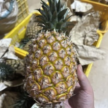 金钻凤梨徐闻凤梨金钻17号台农凤梨精品中果大果代发集采