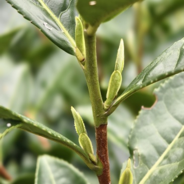 黄山大叶种(翠绿一号)茶苗，抗寒性和抗旱性好，成活率高。