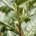 黄山大叶种(翠绿一号)茶苗，抗寒性和抗旱性好，成活率高。