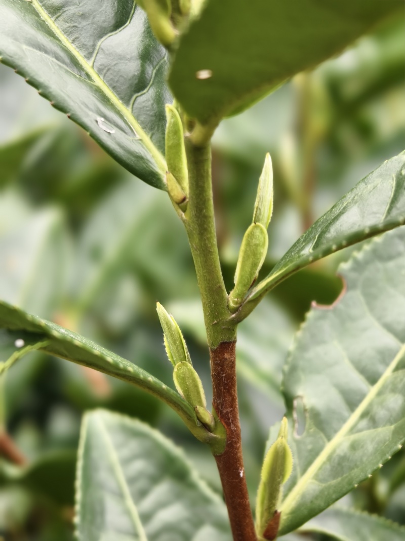 黄山大叶种(翠绿一号)茶苗，抗寒性和抗旱性好，成活率高。
