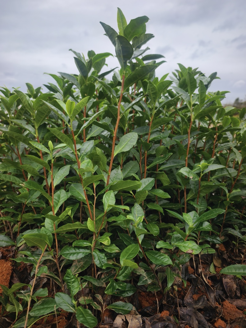 黄山大叶种(翠绿一号)茶苗，抗寒性和抗旱性好，成活率高。