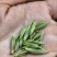 黄山大叶种(翠绿一号)茶苗，抗寒性和抗旱性好，成活率高。