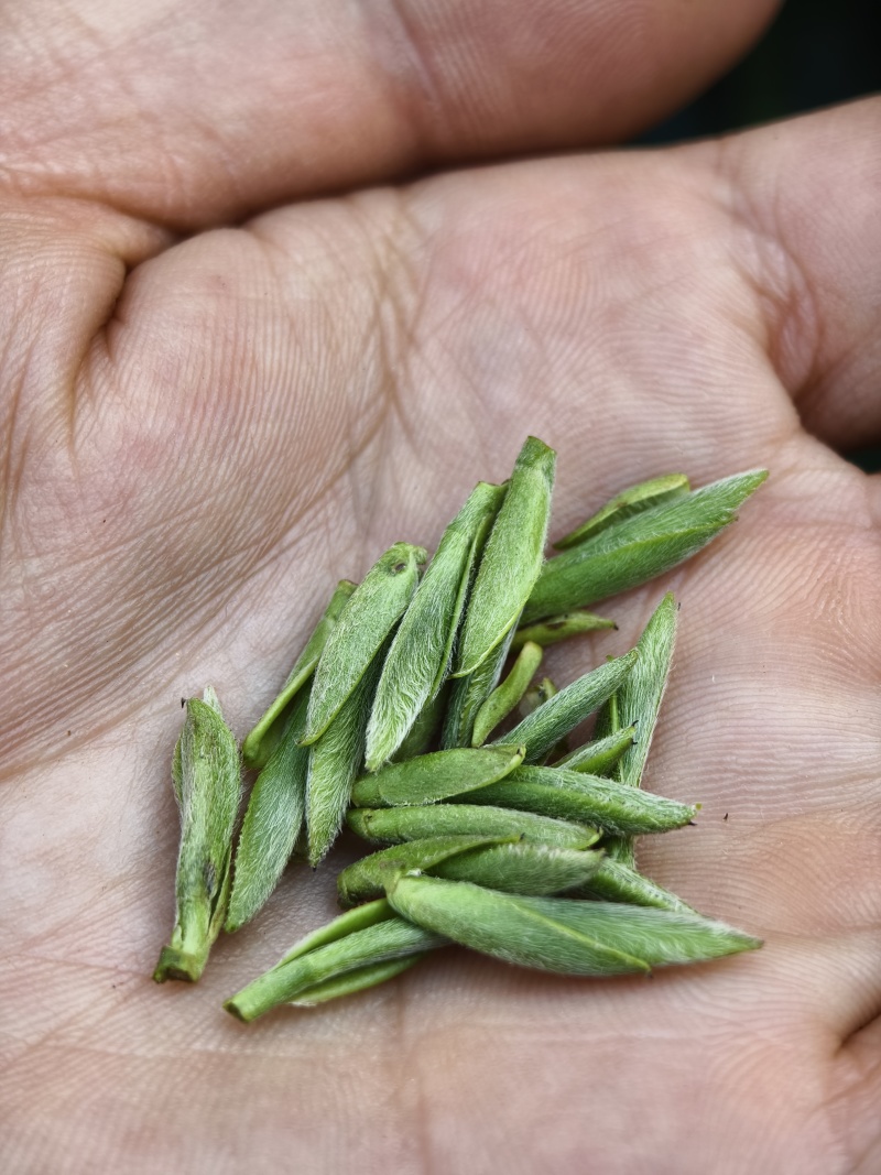 黄山大叶种(翠绿一号)茶苗，抗寒性和抗旱性好，成活率高。