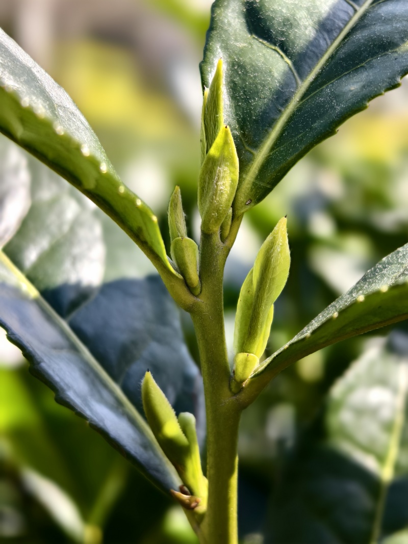 黄山大叶种(翠绿一号)茶苗，抗寒性和抗旱性好，成活率高。