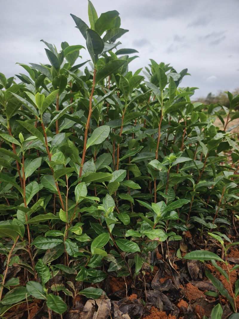 黄山大叶种(翠绿一号)茶苗，抗寒性和抗旱性好，成活率高。