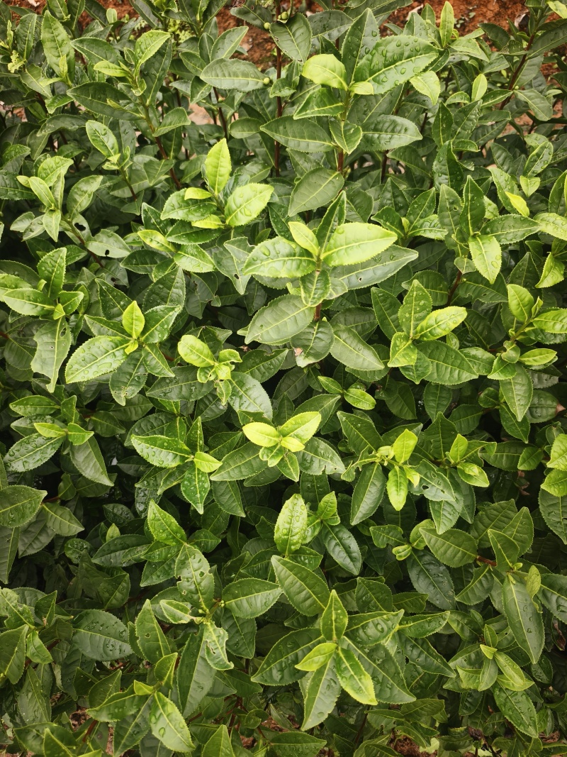 黄山大叶种(翠绿一号)茶苗，抗寒性和抗旱性好，成活率高。