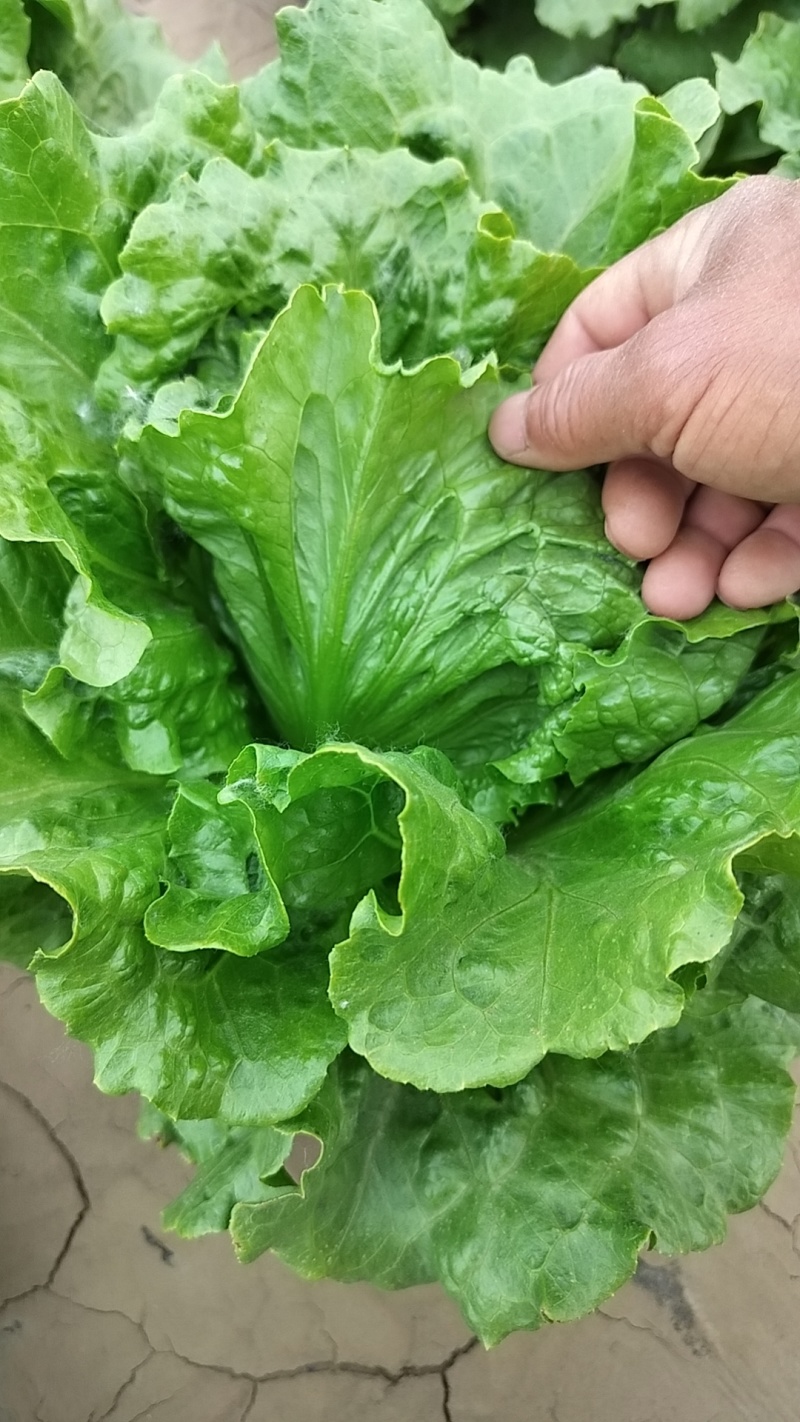 罗马生菜