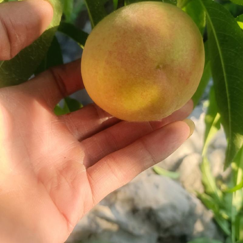 广西高山突围桃