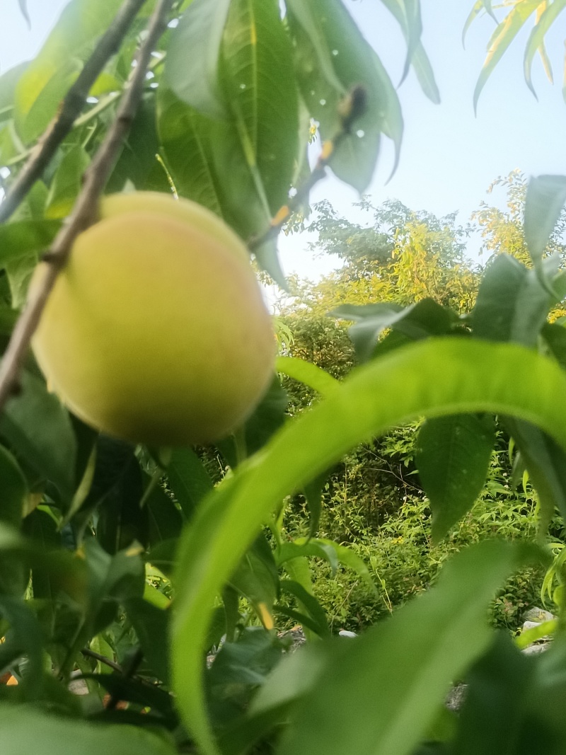 广西高山突围桃