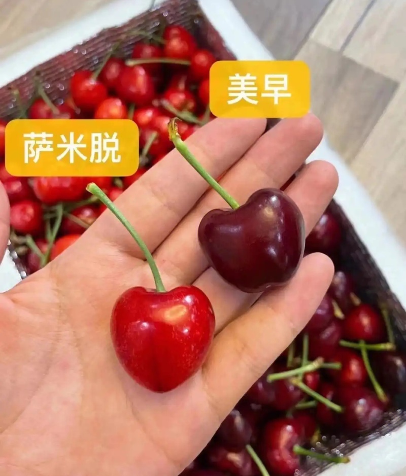 萨米脱樱桃&心型樱桃/农户自产自销/现摘现卖/欢迎来电