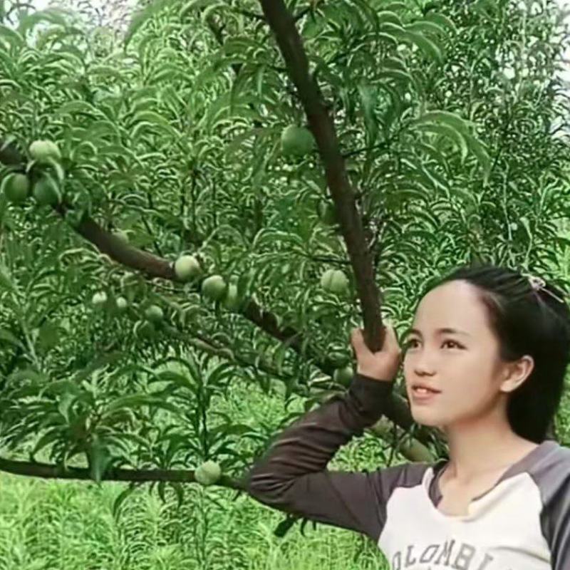 六马蜂糖李，