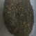 杜仲雄花批发价格
