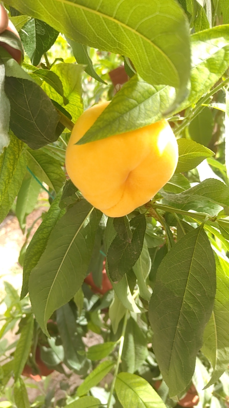 大棚毛蟠桃大量成熟。
