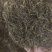 杜仲雄花大货价格