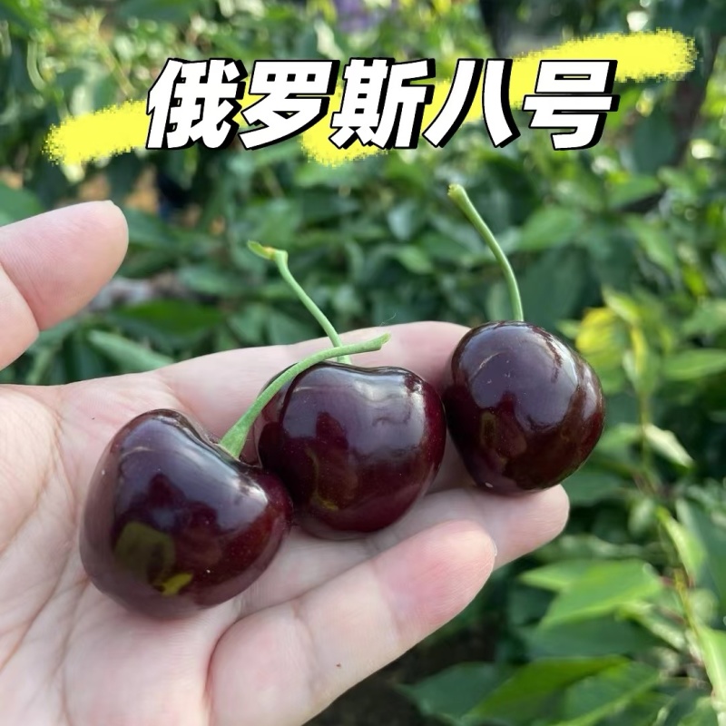 俄罗斯8号大樱桃/艺术家俄8樱桃/个头大甜度高/果园现摘