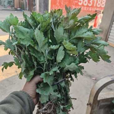 中药材菊花苗