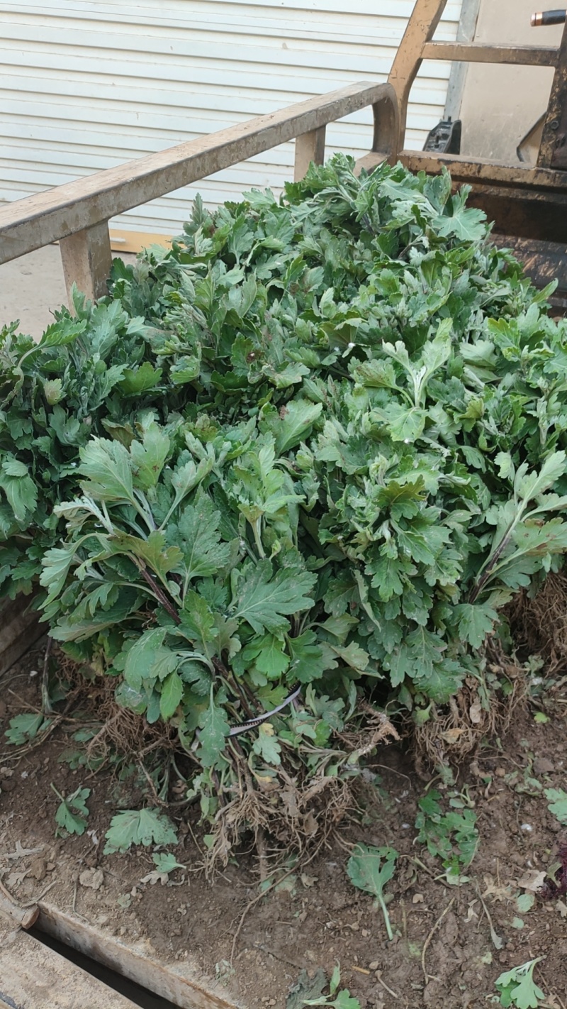 中药材菊花苗