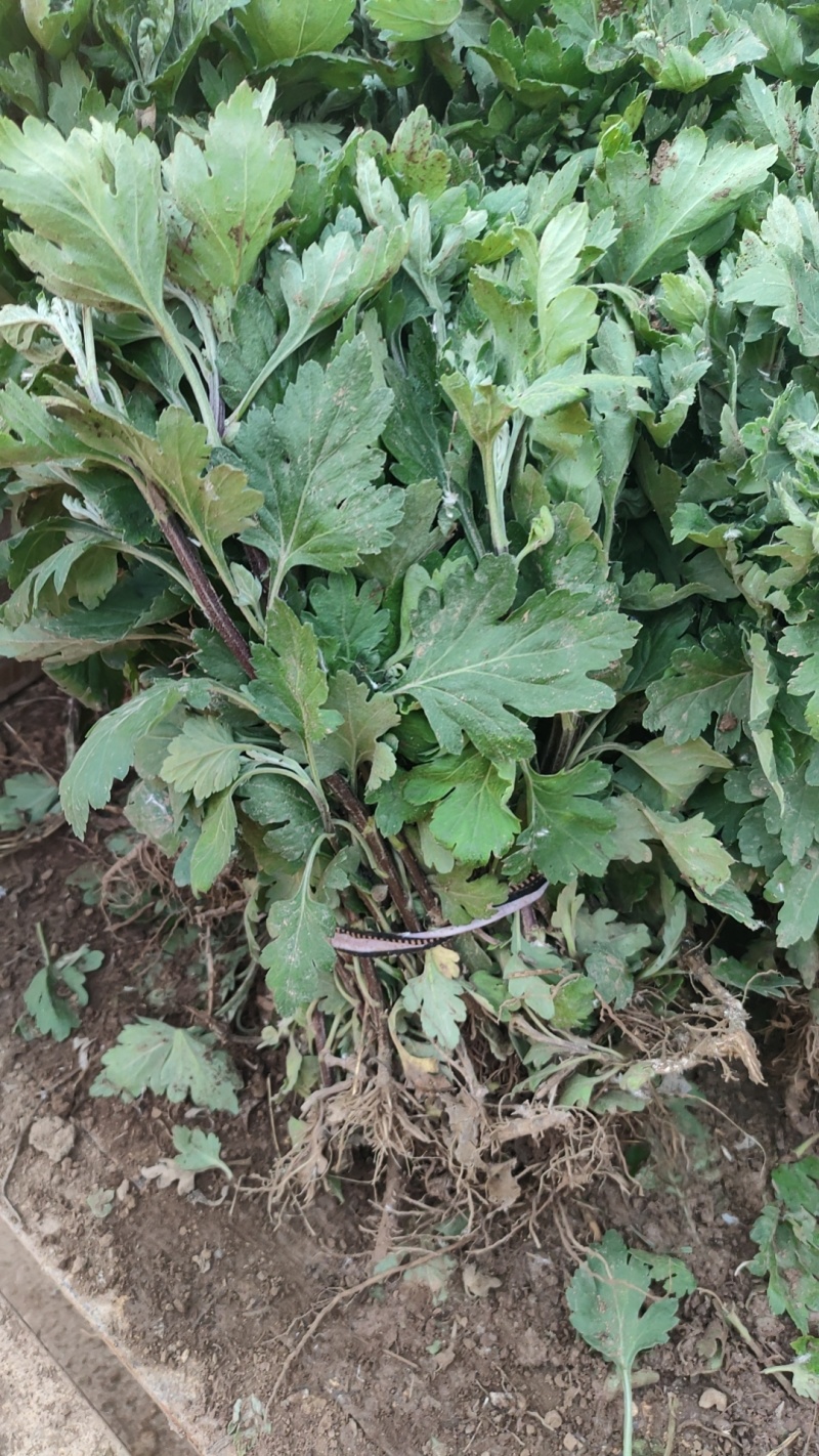中药材菊花苗
