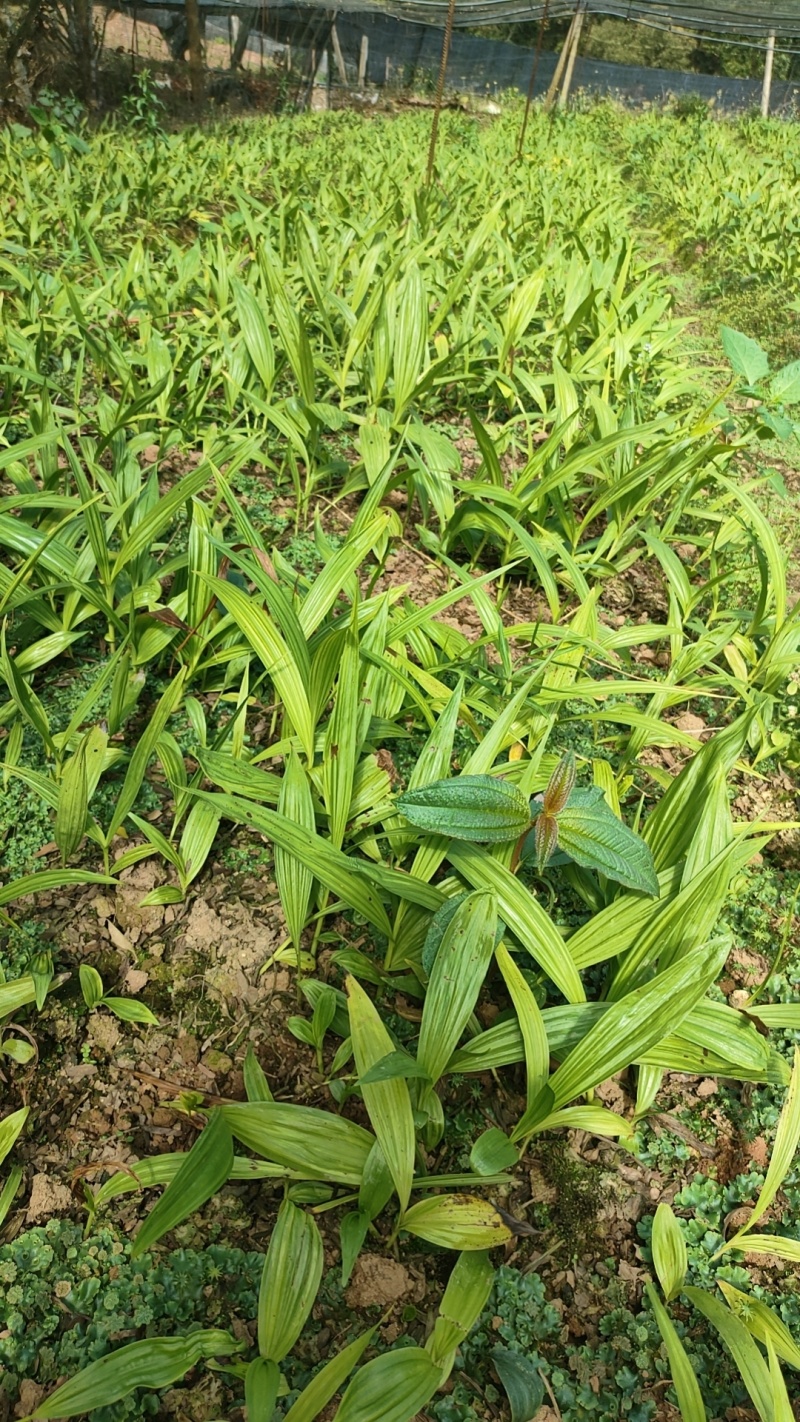 中药材菊花苗