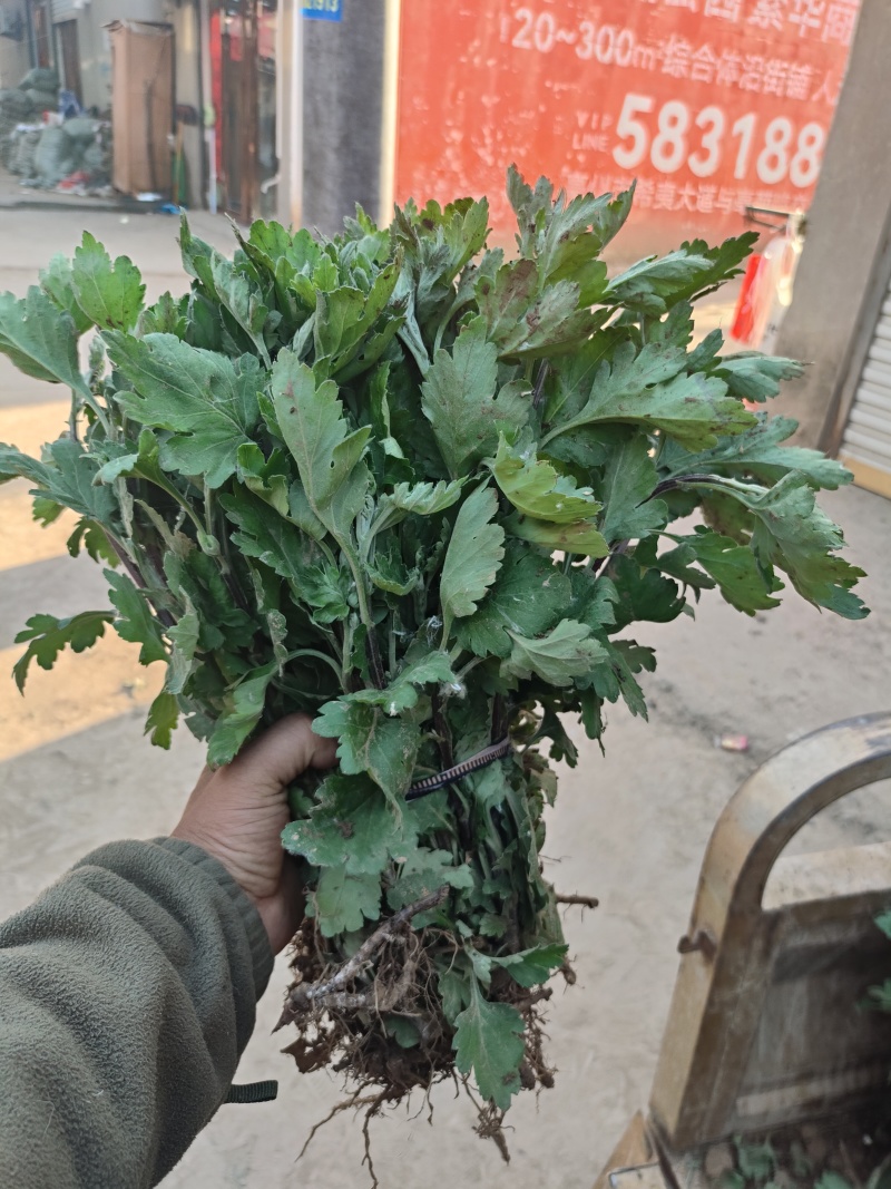 中药材菊花苗