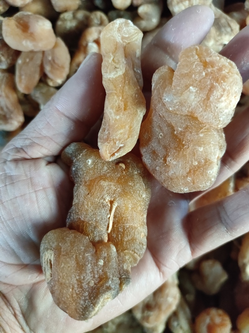 中药材菊花苗