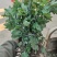 中药材菊花苗