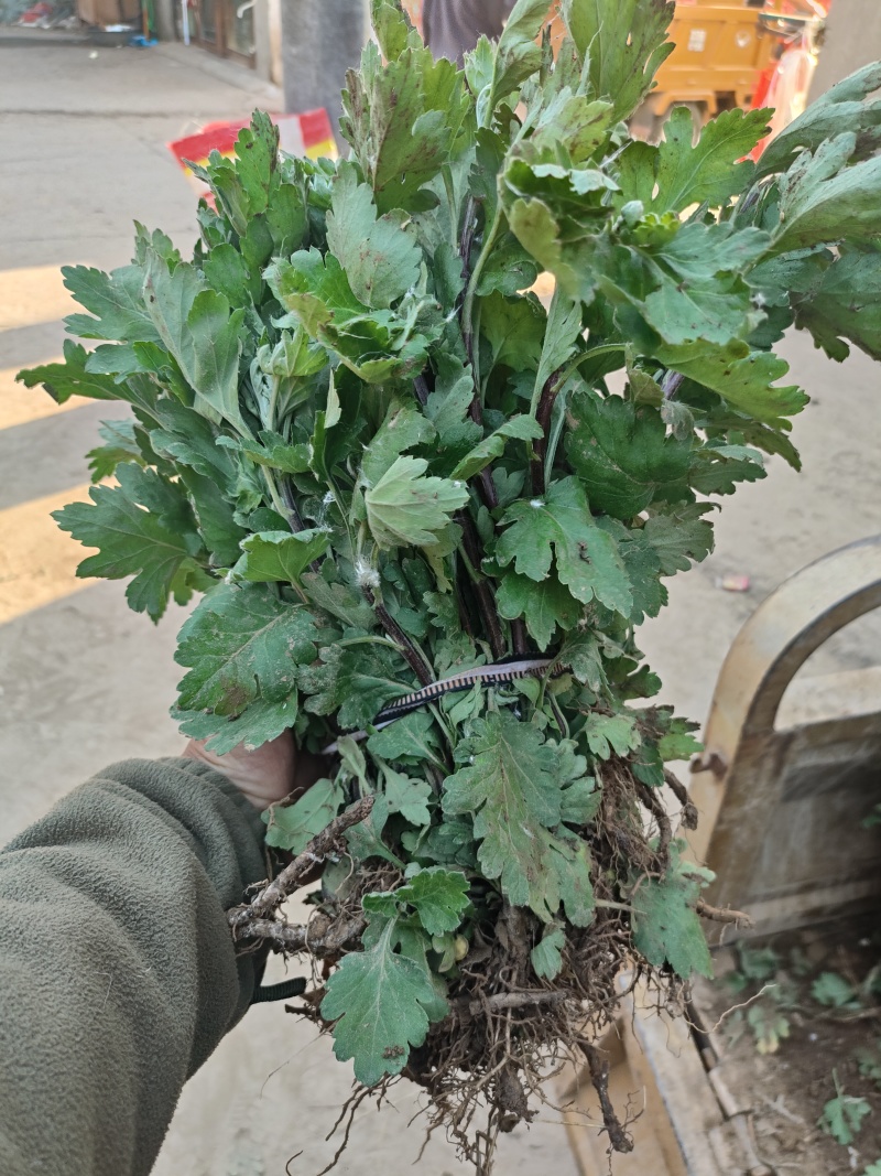 中药材菊花苗