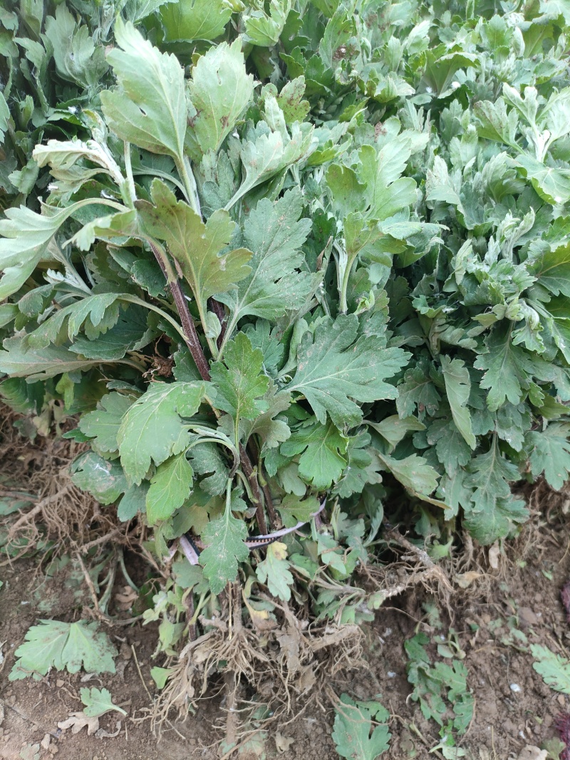 中药材菊花苗
