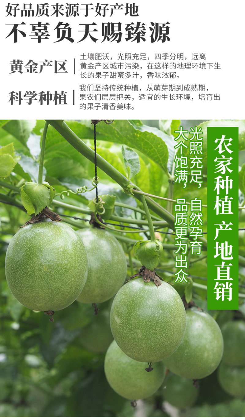一件代发广西钦蜜9号黄金百香果供应淘宝抖音直播拼多多等