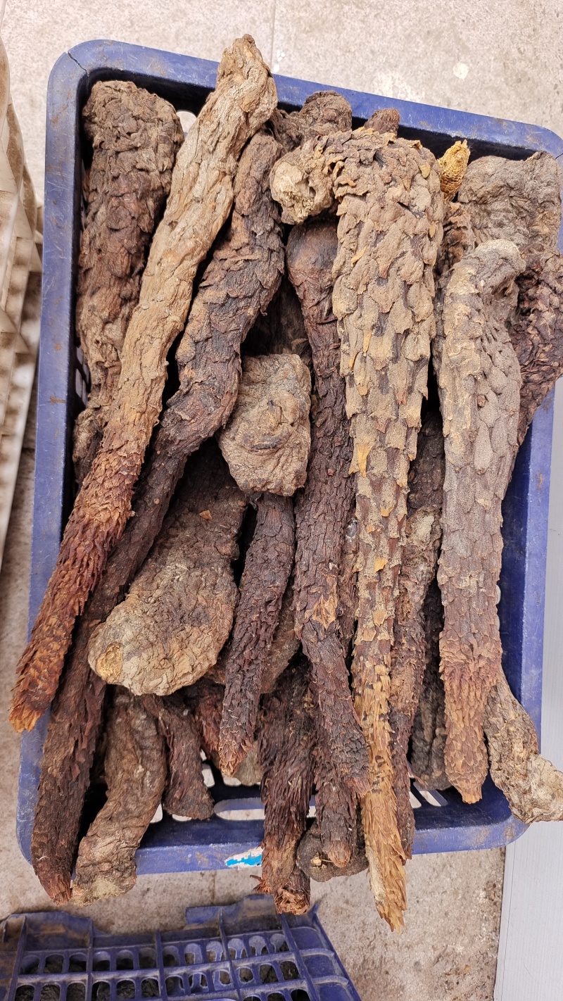 肉苁蓉纯自然生长个子药食两用2斤起包邮