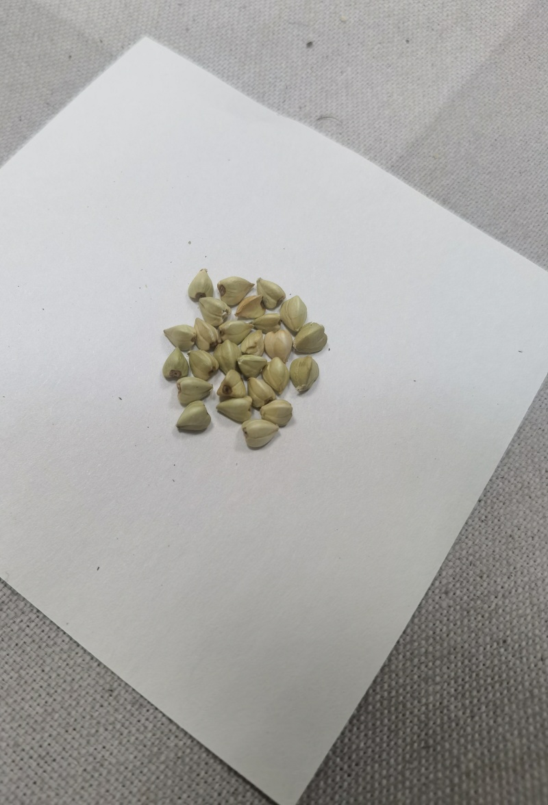 进口俄罗斯荞麦
