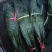 云南粽叶：同花.米花