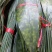 云南粽叶：同花.米花