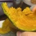 山东贝贝南瓜开始了大棚吊挂通体全绿爆粉掉渣