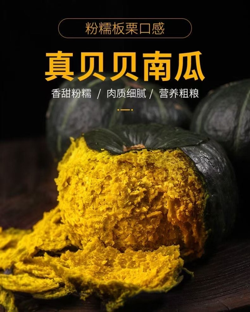 山东贝贝南瓜开始了大棚吊挂通体全绿爆粉掉渣