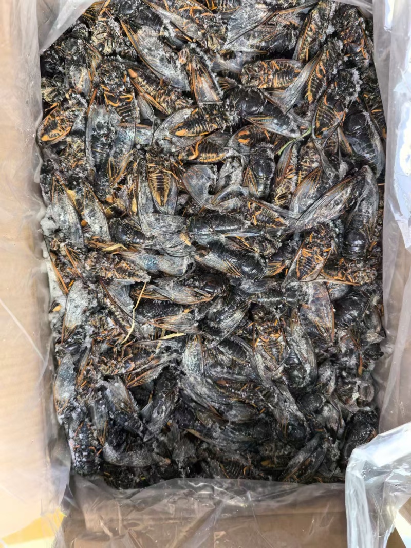黑节流黑知了金蝉