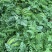 8424露天麒麟西瓜、