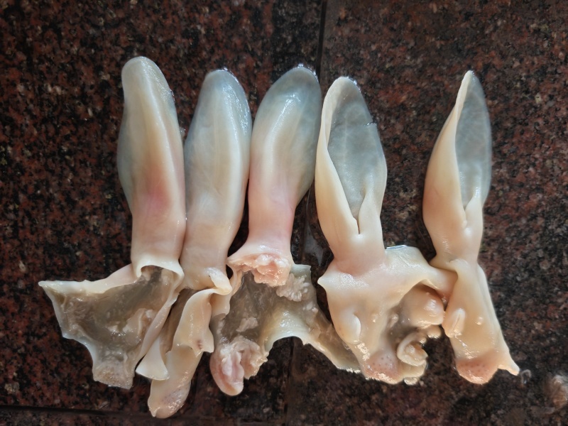 兔耳朵厂家货源大量供应宠物食品专用欢迎电话联系