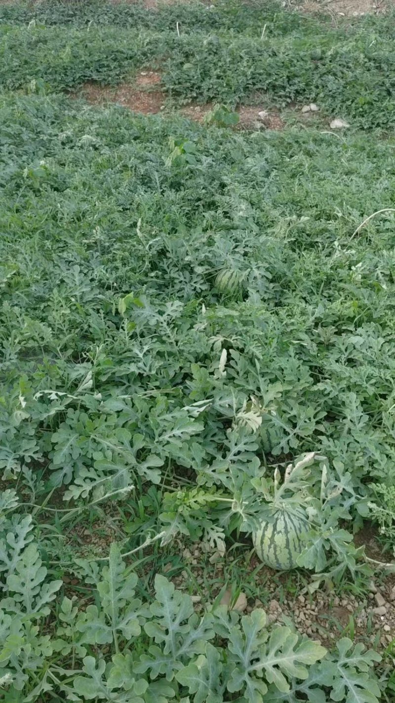 8424露天麒麟西瓜、
