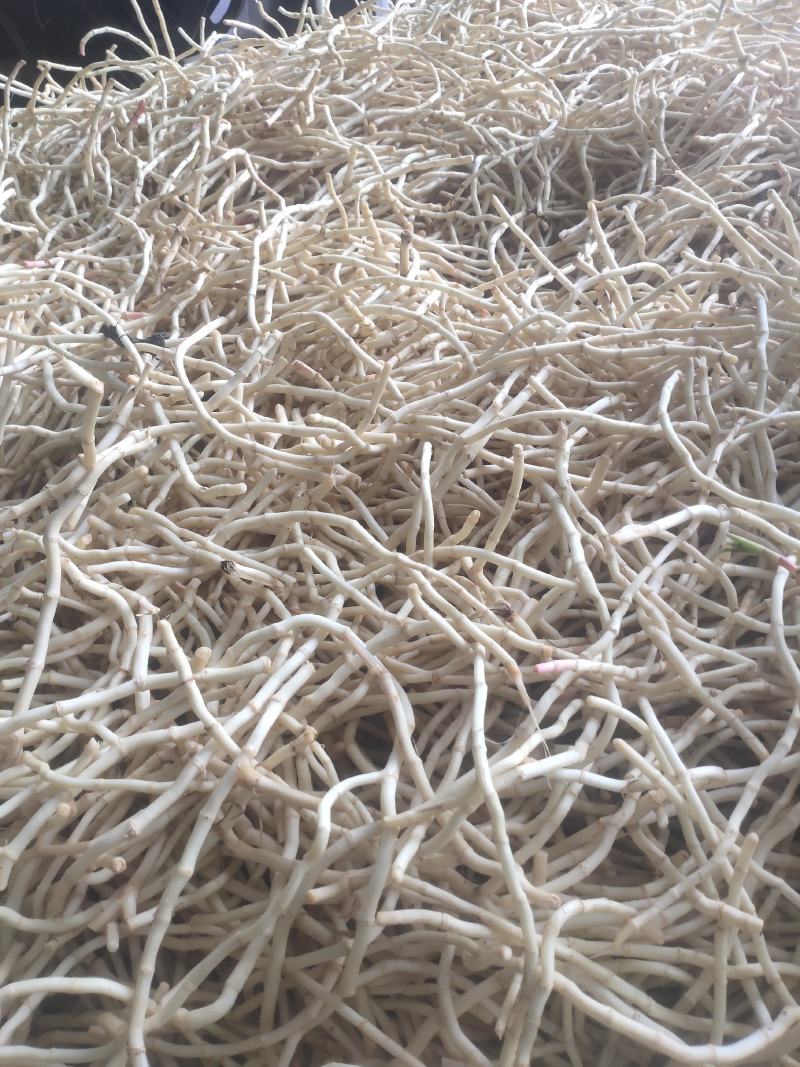 鱼腥草，折耳根（基地直发）味浓无药水浸泡