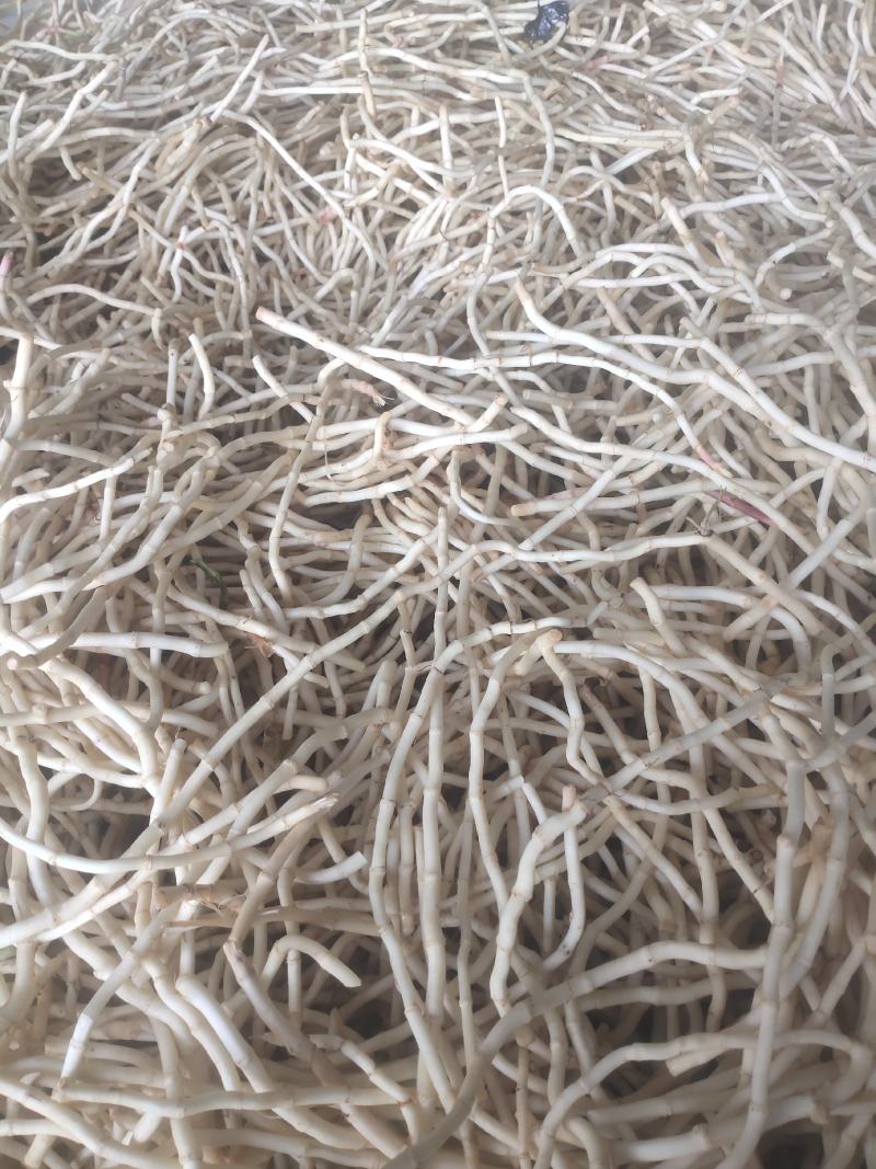 鱼腥草，折耳根（基地直发）味浓无药水浸泡